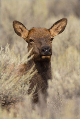 Rocky-Mountain-Wapiti (Cervus canadensis nelsoni) im Yellowstone Nationalpark (USA).<br />Nikon D3x mit AF-S NIKKOR 500 mm 1:4G ED VR und TC-14e II