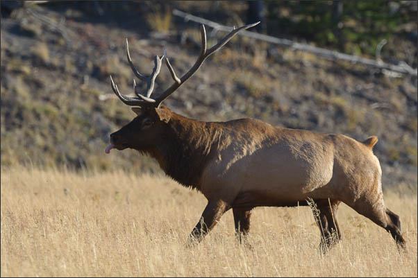 Rocky-Mountain-Wapiti (Cervus canadensis nelsoni) bei der Brunft im Yellowstone Nationalpark (USA).<br />Nikon D3s mit AF-S NIKKOR 500 mm 1:4G ED VR und TC-14e II