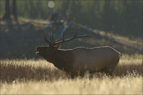 Rocky-Mountain-Wapiti (Cervus canadensis nelsoni) bei der Brunft im Yellowstone Nationalpark (USA).<br />Nikon D3s mit AF-S NIKKOR 500 mm 1:4G ED VR und TC-14e II