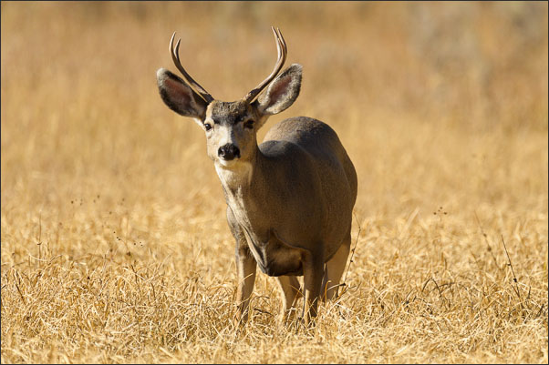 Rocky-Mountain Maultierhirsch (Odocoileus hemionus hemionus) im herbstlichen Gras (Yellowstone Nationalpark, USA).<br />Nikon D3s mit AF-S NIKKOR 500 mm 1:4G ED VR und TC-14e II