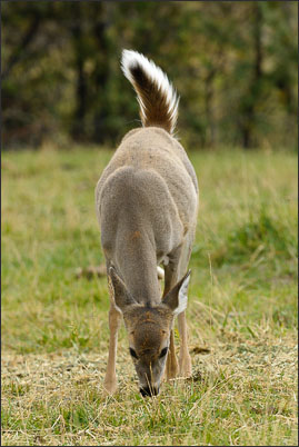Rocky-Mountain Maultierhirsch (Odocoileus hemionus hemionus) im Yellowstone Nationalpark (USA).<br />Nikon D3x mit AF-S NIKKOR 300 mm 1:2.8G ED VR II