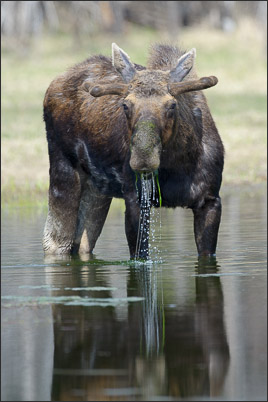 Yellowstone-Elch (Alces alces shirasi) im Wasser  (Grand-Teton Nationalpark, USA).<br />Nikon D3s mit AF-S NIKKOR 500 mm 1:4G ED VR