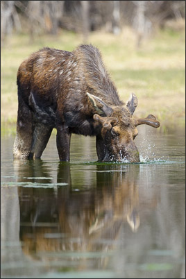 Yellowstone-Elch (Alces alces shirasi) im Wasser (Grand-Teton Nationalpark, USA).<br />Nikon D3s mit AF-S NIKKOR 500 mm 1:4G ED VR