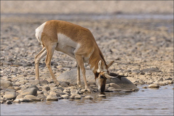 Gabelbock (Antilocapra americana americana) M�nnchen beim Trinken im Yellowstone Nationalpark (USA).<br />Nikon D3x mit AF-S NIKKOR 500 mm 1:4G ED VR und TC-14e II