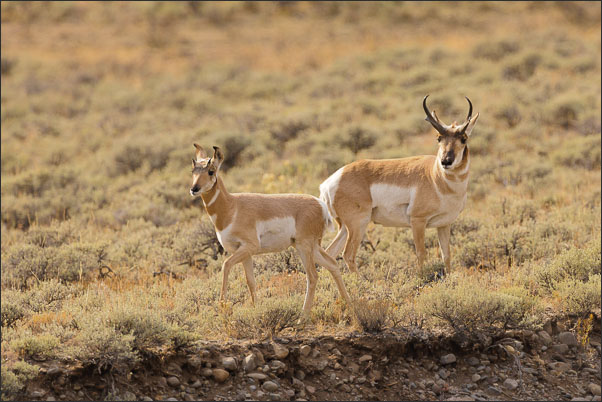 Gabelbock (Antilocapra americana americana) M�nnchen und Weibchen im Yellowstone Nationalpark (USA).<br />Nikon D3x mit AF-S NIKKOR 500 mm 1:4G ED VR und TC-14e II