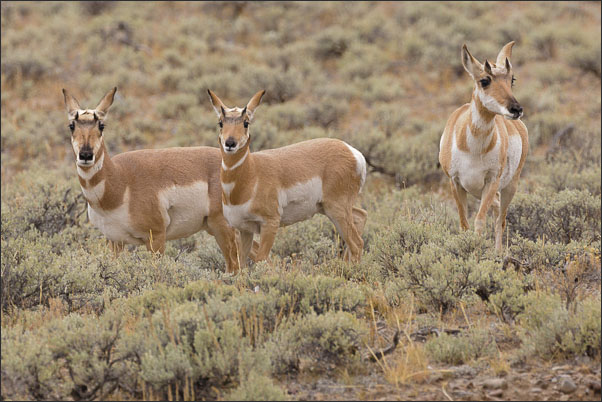 Drei Gabelb�cke (Antilocapra americana americana) im Yellowstone Nationalpark (USA).<br />Nikon D3x mit AF-S NIKKOR 500 mm 1:4G ED VR und TC-14e II