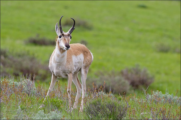 Gabelbock (Antilocapra americana americana) M�nnchen im Yellowstone Nationalpark (USA).<br />Nikon D3s mit AF-S NIKKOR 500 mm 1:4G ED VR