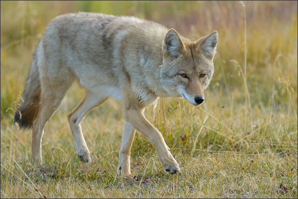 Berg-Kojote (Canis latrans lestes) in der morgendlichen Sonne des Yellowstone Nationalparks (USA).<br />Nikon D3s mit AF-S NIKKOR 500 mm 1:4G ED VR und TC-14e II