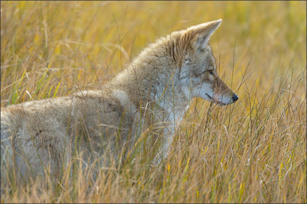 Berg-Kojote (Canis latrans lestes) im hohen Gras im Yellowstone Nationalpark (USA).<br />Nikon D3s mit AF-S NIKKOR 500 mm 1:4G ED VR und TC-14e II