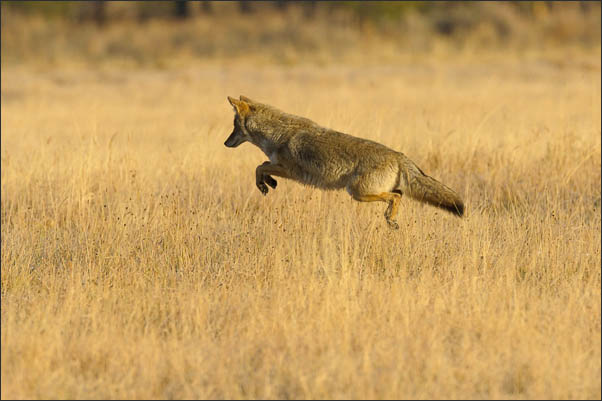 Berg-Kojote (Canis latrans lestes) bei der abendlichen Jagd im Yellowstone Nationalpark (USA).<br />Nikon D3s mit AF-S NIKKOR 500 mm 1:4G ED VR und TC-14e II