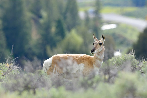 Gabelbock (Antilocapra americana americana) Weibchen im Yellowstone Nationalpark (USA).<br />Nikon D3x mit AF-S NIKKOR 500 mm 1:4G ED VR