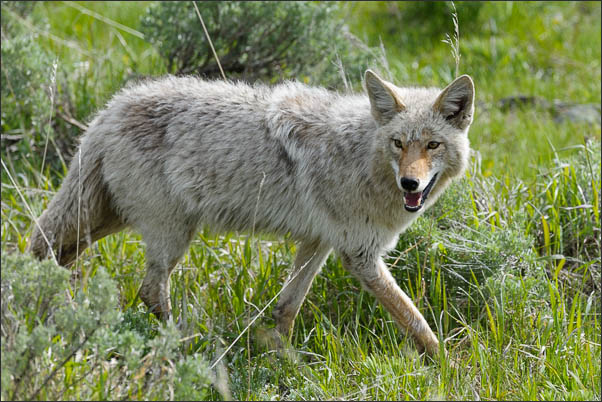 Berg-Kojote (Canis latrans lestes) im Yellowstone Nationalpark (USA).<br />Nikon D3x mit AF-S NIKKOR 500 mm 1:4G ED VR