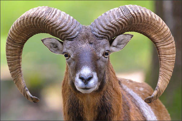 Portrait eines europ�ischen Mufflons (Ovis orientalis musimon) in einem bayrischen Wald.<br />Nikon D3x mit AF-S NIKKOR 500 mm 1:4G ED VR
