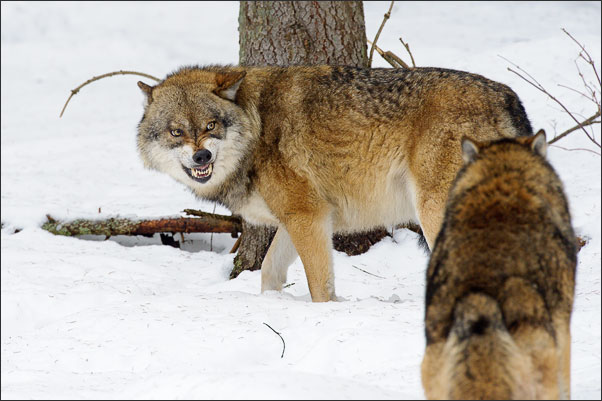 �rger! Zwei Eurasische W�lfe (Canis lupus lupus) sind sich "nicht ganz gr�n".<br />Nikon D3s mit AF-S NIKKOR 500 mm 1:4G ED VR und TC-14e II