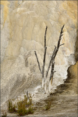 Toter Baum am Orange Spring Mound  (Yellowstone Nationalpark,(USA).<br />Nikon D3s mit AF-S NIKKOR 70?200 mm 1:2,8G ED VR II
