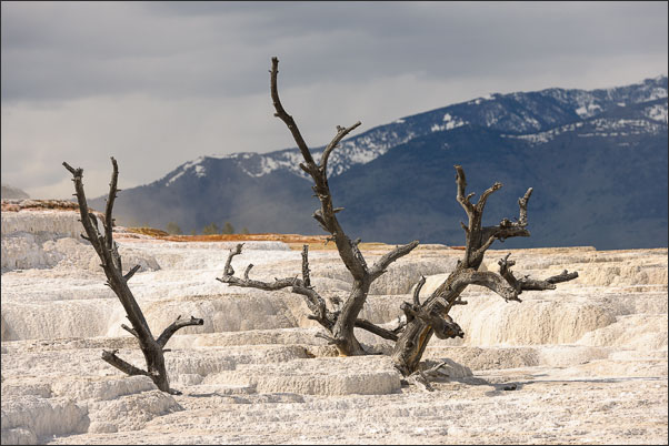 Abgestorbene B�ume auf den Terrassen in Mammoth Hot Springs im Yellowstone Nationalpark (USA).<br />Nikon D3x mit AF-S NIKKOR 70?200 mm 1:2,8G ED VR II