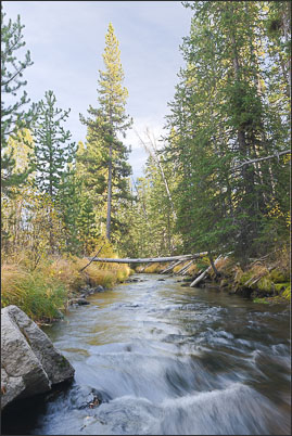 Der Gibbon River im Yellowstone Nationalpark (USA).<br />Nikon D3x mit AF-S NIKKOR 24?70 mm 1:2,8G ED