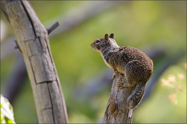 Vor dem Absprung! Ein Kalifornischer Ziesel (Spermophilus beecheyi).<br />Nikon D3s mit AF-S NIKKOR 500 mm 1:4G ED VR und TC-14e II