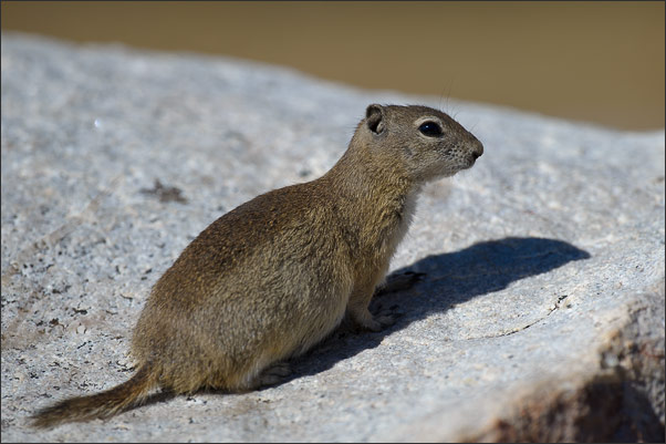 Ein Belding-Ziesel (Spermophilus beldingi beldingi). Aufgenommen in der Sierra Nevada, Kalifornien (USA).<br />Nikon D3s mit AF-S NIKKOR 500 mm 1:4G ED VR