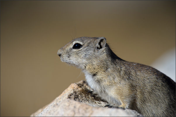 Ein Belding-Ziesel (Spermophilus beldingi beldingi). Aufgenommen in der Sierra Nevada, Kalifornien (USA).<br />Nikon D3s mit AF-S NIKKOR 500 mm 1:4G ED VR und TC-14e II