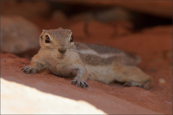 Ein wenig Abk�lung im Schatten sucht dieses Wei�schwanz-Antilopenziesel (Ammospermophilus leucurus), Valley of Fire, Nevada (USA).<br />Nikon D3s mit AF-S NIKKOR 500 mm 1:4G ED VR und TC-14e II