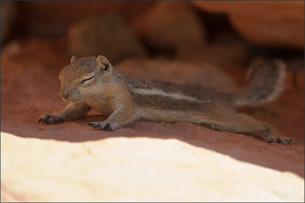 Ein wenig Abk�lung im Schatten sucht dieses Wei�schwanz-Antilopenziesel (Ammospermophilus leucurus), Valley of Fire, Nevada (USA).<br />Nikon D3s mit AF-S NIKKOR 500 mm 1:4G ED VR und TC-14e II