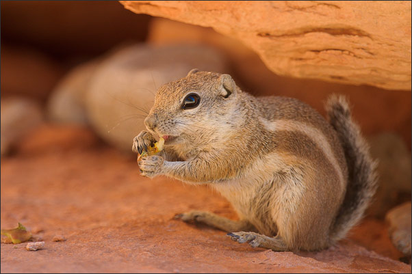 Ein Wei�schwanz-Antilopenziesel (Ammospermophilus leucurus) beim Fressen von Wurzeln, Nevada (USA).<br />Nikon D3s mit AF-S NIKKOR 500 mm 1:4G ED VR und TC-14e II