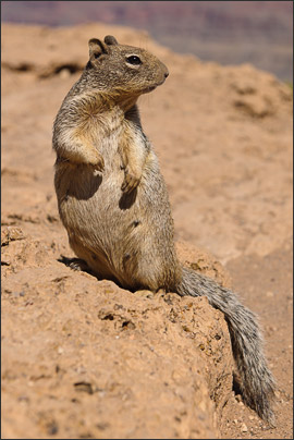 Ein Felsenziesel (Spermophilus variegatus) am Grand Canyon, Arizone (USA).<br />Nikon D3x mit AF-S NIKKOR 24-70 mm 1:2,8G ED