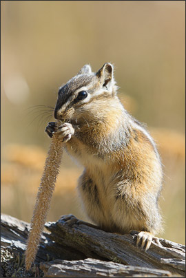 Ein Kleiner Chipmunk (Least Chipmunk, Neotamias minimus) knabbert an einem Grashalm, Yellowstone NP, Wyoming (USA).<br />Nikon D3x mit AF-S NIKKOR 70-200 mm 1:2,8G ED VR II