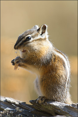 Ein Kleiner Chipmunk (Least Chipmunk, Neotamias minimus) knabbert an einem Grashalm, Yellowstone NP, Wyoming (USA).<br />Nikon D3x mit AF-S NIKKOR 70-200 mm 1:2,8G ED VR II und TC-14E II