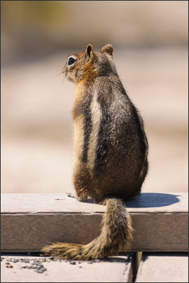Ein sch�ner R�cken kann auch entz�cken! Ein Goldmantel-Ziesel (Spermophilus lateralis).<br />Nikon D3x mit AF-S NIKKOR 70-200 mm 1:2,8G ED VR II