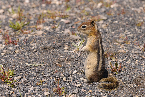 Gut umgeschaut! Ein Goldmantel-Ziesel (Spermophilus lateralis). Aufgenommen in Wyoming (USA).<br />Nikon D3x mit AF-S NIKKOR 70-200 mm 1:2,8G ED VR II