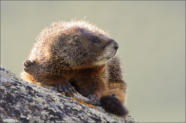 Ein Gelbbauchmurmeltier (Marmota flaviventris) im letzten Abendlicht.<br />Nikon D3s mit AF-S NIKKOR 70-200 mm 1:2,8G ED VR mit TC-14e II