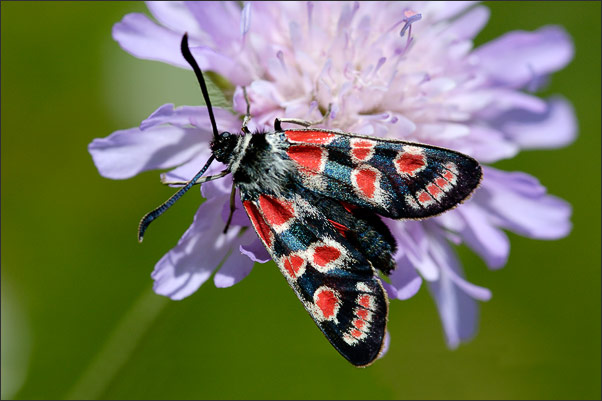 Ein seltenes Esparsetten-Widderchen (Zygaena carniolica). Aufgenommen in S�dtirol.<br />Nikon D200 mit AF-S Micro NIKKOR 105 mm 1:2,8G VR
