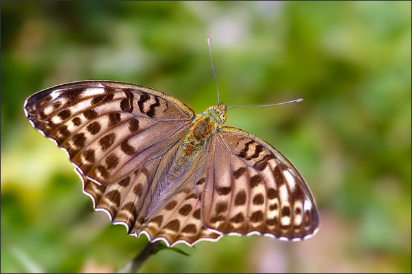 Rarit�t. Weibchen des Kaisermantels (Argynnis paphia) in der seltenen Form valesina. Aufgenommen in S�dtirol.<br />Nikon D200 mit AF-S Micro NIKKOR 105 mm 1:2,8G VR