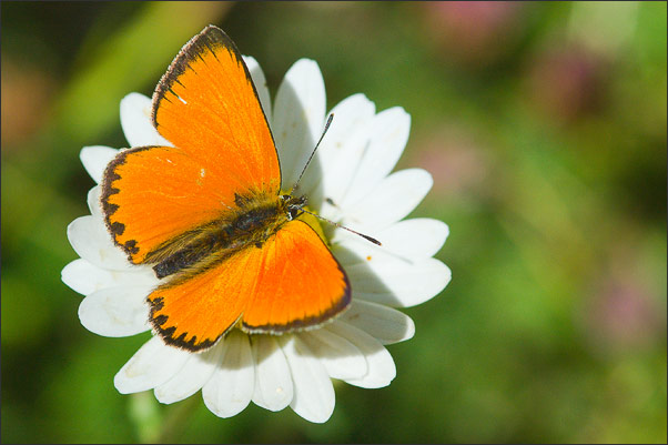 Goldener Flieger - ein Dukatenfalter (Heodes virgaureae). Aufgenommen in S�dtirol.<br />Nikon D200 mit AF-S Micro NIKKOR 105 mm 1:2,8G VR