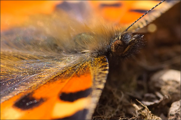 Dieser Kleine Fuchs (Aglais urticae) suchte auf dem Boden vor dem Wind Schutz. Eine gute Foto-Gelegenheit.<br />Nikon D200 mit AF-S Micro NIKKOR 105 mm 1:2,8G VR