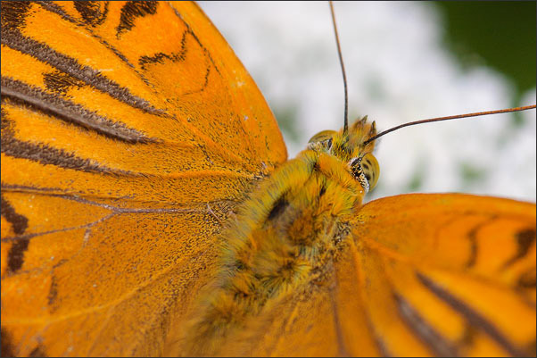 Kaisermantel (Argynnis paphia) beim Nektarsaugen. Aufgenommen in S�dtirol.<br />Nikon D200 mit AF-S Micro NIKKOR 105 mm 1:2,8G VR mit Zwischenring