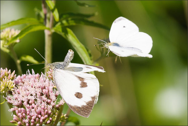 Paarungsflug zweier Kleiner Kohlwei�linge (Artogeia rapae). Das Weibchen sitzt und streckt seinen Hinterleib nach oben.<br />Nikon D200 mit AF Micro NIKKOR 200 mm 1:4D ED