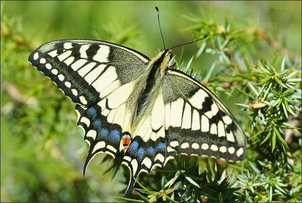 Ein Schwalbenschwanz (Pailio machaon) beim mitt�glichen Sonnenbad. Aufgenommen in S�dtirol.<br />Nikon D200 mit AF-S Micro NIKKOR 105 mm 1:2,8G VR