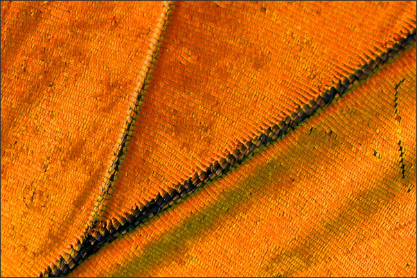 Ausschnitt aus den Vorderfl�geln des Dukatenfalters (Heodes virgaureae) mit 8-facher Vergr��erung (Abbildungsma�stab 8:1).<br />Nikon D200 mit Nikon Macro-Nikkor 35 mm 1:4,5 an Novoflex BALPRO T/S