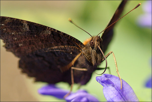 Makro-Portrait eines Tagpfauenauges (Inachis io).<br />Nikon D3x mit AF-S Micro NIKKOR 105 mm 1:2,8G VR