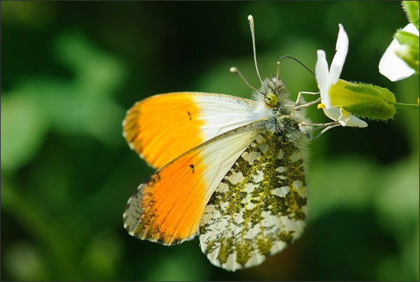 Ein Aurorafalter (Anthocharis cardamines) saugt Nektar. Nur das M�nnchen tr�gt die organgene F�rbung.<br />Nikon D3x mit AF-S Micro NIKKOR 105 mm 1:2,8G VR