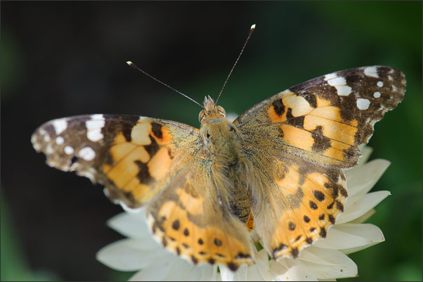Distelfalter (Vanessa cardui) im Spiel von Licht und Schatten.<br />Nikon D3x mit AF-S Micro NIKKOR 105 mm 1:2,8G VR