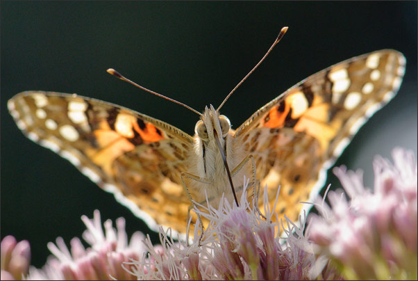 Makro-Portrait eines Distelfalter (Vanessa cardui) im Gegenlicht.<br />Nikon D3x mit AF-S Micro NIKKOR 105 mm 1:2,8G VR