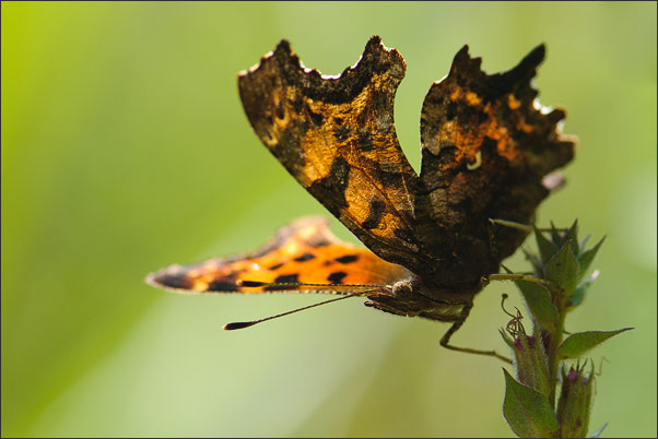 C-Falter (Polygonia c-album) auf dem Sprung. Aufgenommen in Nieder�sterreich.<br />Nikon D3x mit AF Micro NIKKOR 200 mm 1:4D ED