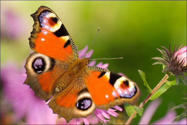 Durch die sp�te Abendsonne leuchtet dieses Tagpfauenauge (Inachis io) besonders sch�n.<br />Nikon D3x mit AF-S Micro NIKKOR 105 mm 1:2,8G VR