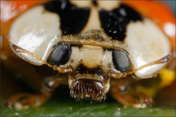 Makro extrem: Portrait eines Asiatischen Marienk�fers (Harmonia axyridis) mit 14,5-facher Vergr��erung (Abbildungsma�stab 14,5:1)<br />Nikon D3x mit Leica Photar II 1:2/25 mm an Novoflex BALPRO T/S