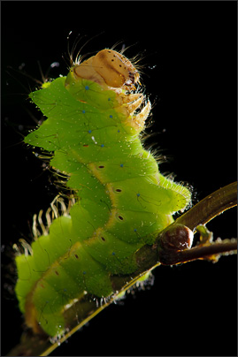 Makrofotografie: Raupe des Chinesischen Eichenseidenspinners (Antheraea pernyi)<br />Nikon D3x mit AF-S Micro NIKKOR 105 mm 1:2,8G VR mit TC-14e II