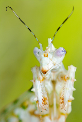Makro-Portrait einer afrikanischen Bl�tenmantis (Pseudocreobotra wahlbergii).<br />Nikon D3x mit AF-S Micro NIKKOR 105 mm 1:2,8G VR mit Zwischenring.